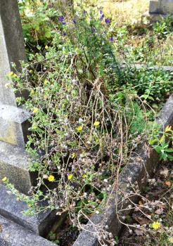 The young leaves don't look appetising, but are edible.