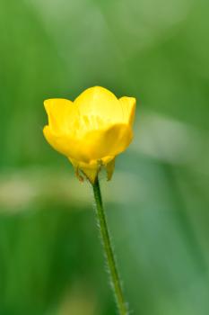 The hairy triangular sepals that appear underneath the flower's yellow petals face downwards in the Bulbous Buttercup.