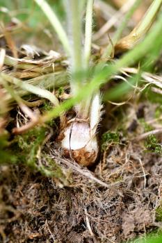 The base of the stem of the Bulbous Buttercup is swollen to form a rounded corm-like tuber.