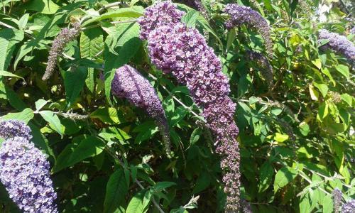 The Butterfly Bush (or buddleia) is common throught the English countryside and in the cemetery.