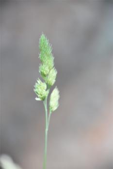 Flowering from May, this native, tussocky grass, Cock's-foot, has flower heads resembling birds' feet, on slim stems. 