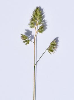 Cock's-foot grass, photographed against white card.