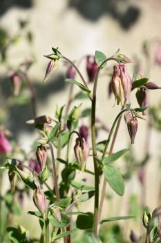 In the wild the bonnet-shaped flowers of Culbine appear from May, but many Columbines in urban areas are cultivars.