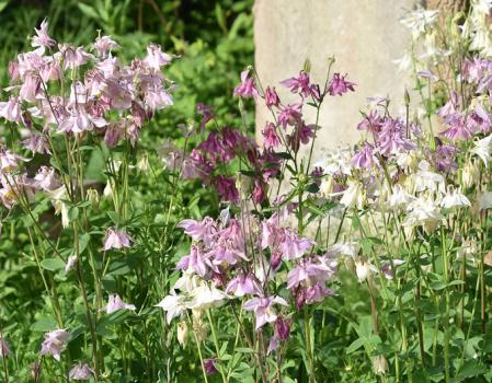 Giving a desired sweetheart a posy of Columbines was said to arouse her affections.