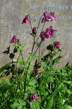 In the wild the bonnet-shaped flowers appear from May, but many Columbines in urban areas are cultivars.