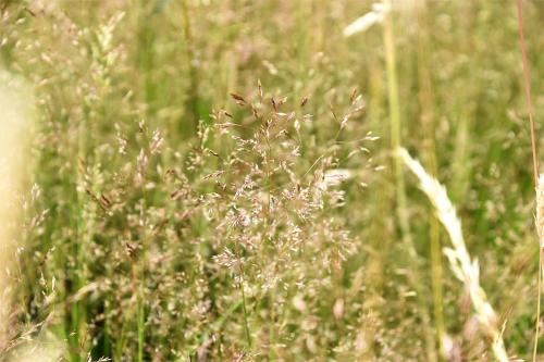 Common Bent is native, and flowers from June.