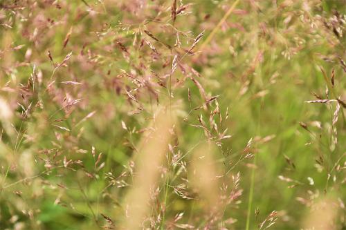 Common Bent is a creeping perennial with fine, flat leaves, spreading panicles, and greenish or purplish-brown spikelets.
