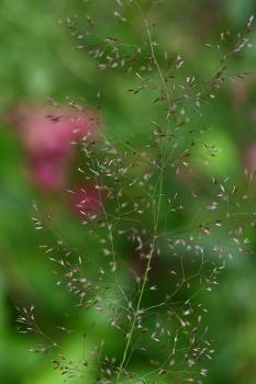 This is a creeping perennial with fine, flat leaves, spreading panicles, and greenish or purplish-brown spikelets.  It is native, and flowers from June.