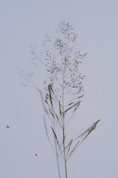 Common Bent photographed against white card.