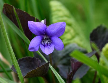 This Common Dog-Violet was also photographed in mid-April 2022. Note the near-white spur visible behind the flower - and the slightly darker leaf colour compared to the first pair of photographs above.