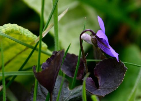 Despite the darker leaves of this violet, the diagnostic pale-coloured spur behind the flower marks this out as the Common Dog-violet.