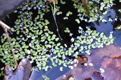Common Duckweed quickly forms a vast green mat despite each plant having only a single root.