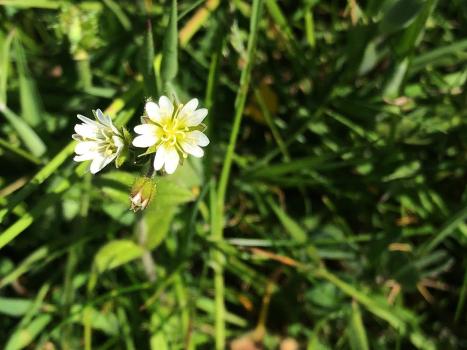 The white flowers of the Common Mouse-ear are often smothered under taller grasses amongst which it grows.
