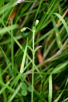 The stems and leaves of the Common Mouse-ear are covered with tiny white hairs.