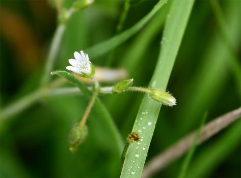 The five white petals of the Common Mouse-Ear are deeply notched.