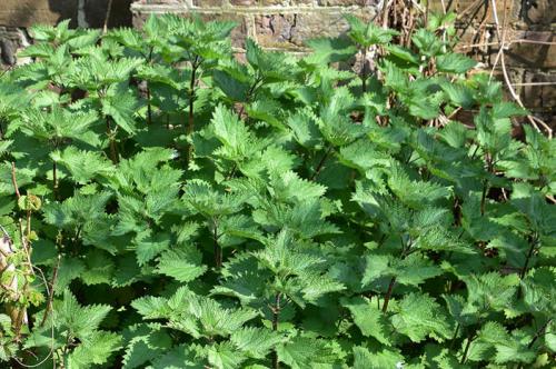 Nettles, which are high in boron, eaten as greens, or nettle tea, are taken for arthritic pain, hayfever, hives, osteoporosis, and prostate enlargement.