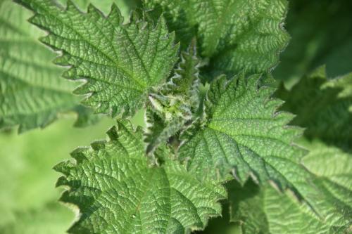 The so-called Stinging Nettle is a native plant, flowering from June.