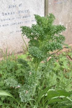 Witches and faeries travel on ragwort stalks.