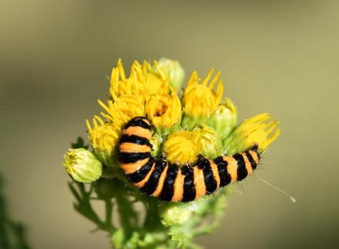 Common Ragwort is attractive to the orange and black striped caterpillars of the Cinnabar Moth.
