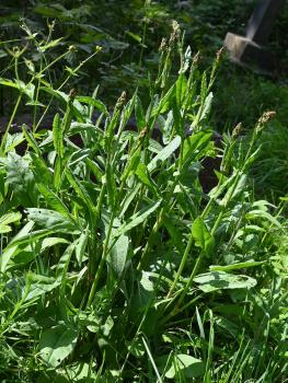 Common Sorrel is a native dock that is edible, if somewhat bitter.  Its red flowers appear from May.