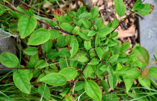 The white or pink flowers appear in May.  This is not the same as our cultivated apple, which is Malus domestica.