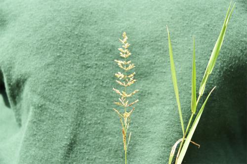 Creeping Bent flowers from June - and is best photographed against a single colour!