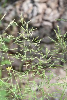 Creeping Bent is a native creeping perennial with long runners, spreading panicles, and greenish or purplish spikelets.