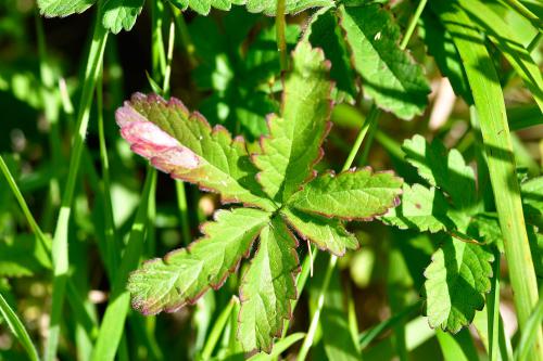 This native plant, flowering from May, may in fact have leaves with from 5 to 7 leaflets.