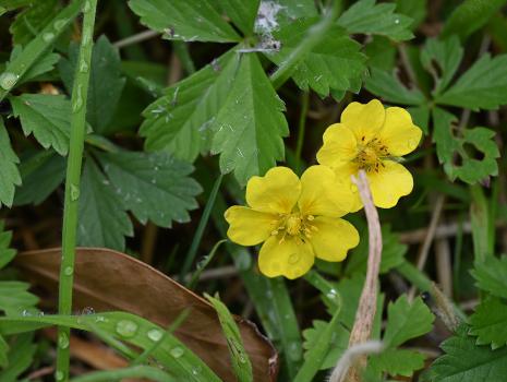 Creeping Cinquefoil is a native plant, flowering from May, that may in fact have leaves with from 5 to 7 leaflets. 