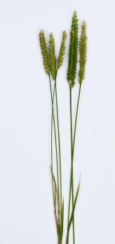 Crested Dog's-tail grass photographed against white card.