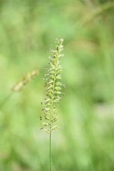 This is a short-lived native perennial, growing in compact tufts, which has a tightly packed rectangular seed head flat on one side.  It flowers from June.