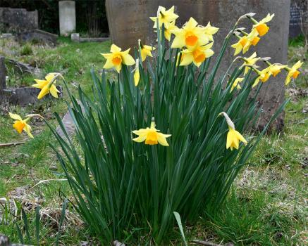 Cultivated Daffodils stand sentinel among headstones in the Cemetery.