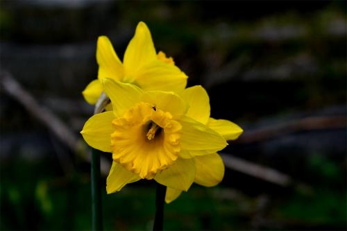 Along with the Spring Crocus, the Cultivated Daffodil is often the first flower to appear in the Cemetery in Spring.