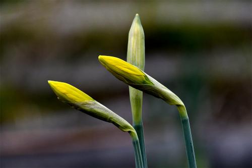 Daffodils were the jocund company in which William Wordsworth found himself.