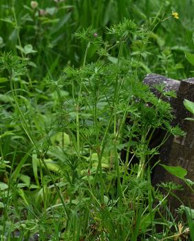 This straggling native plant, with leaves cut almost to their bases, has pink-purple flowers that appear in May.