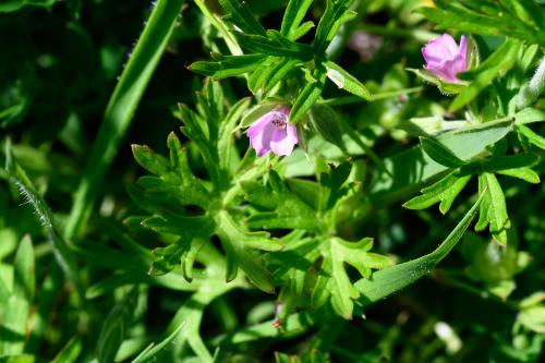 This straggling native plant, with leaves cut almost to their bases, has pink-purple flowers that appear in May.