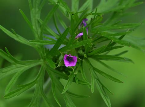 The Cut-leaved Crane's-bill is a member of the Geranium family.