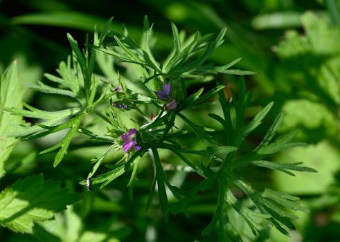 Cut-leaved Crane's-bill, Heene Cemetery, late May 2025.