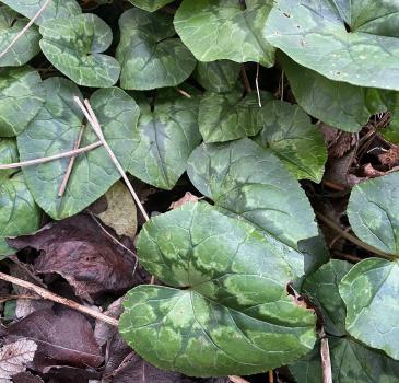 This plant flowers in autumn so, until later in 2023, we shall have to see whether it has white or purple or pink.