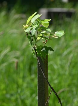 In autumn 2022, the Friends of Heene were given two disease-resistant Elms by the Council.