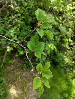 A newly-planted disease-resistant Elm (detail), Heene Cemetery, after two months of growth, early May 2025.