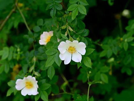Dog-rose x. Field-rose, Heene Cemetery, May 2025.