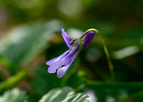 Early Dog-violet, early April 2025, showing an unnotched violet spur and pointed sepals.