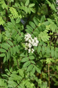 Pick Elder flowers when they are ready to open and use as soon as possible.