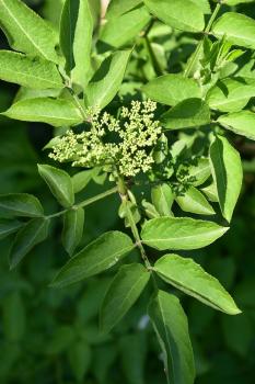 Pick young Elder leaves any time. Elderflowers bring out the taste of gooseberries in a remarkable way.