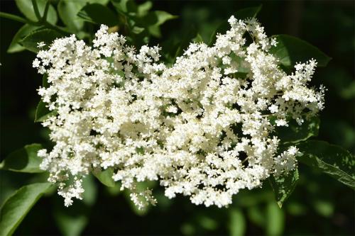 Elderflower tea relieves flu-induced fever, and elderflower water is an eye and skin lotion, and also relieves colds and flu.