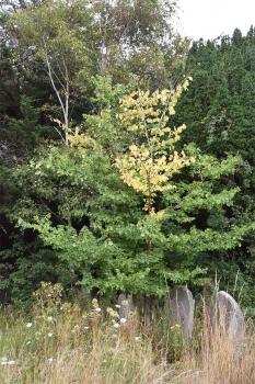 Dutch Elm Disease is spread by Elm Bark Beetles. 