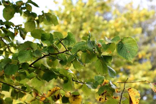 Dutch Elm Disease is spread by Elm Bark Beetles. 