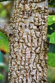 Dutch Elm Disease is spread by Elm Bark Beetles.