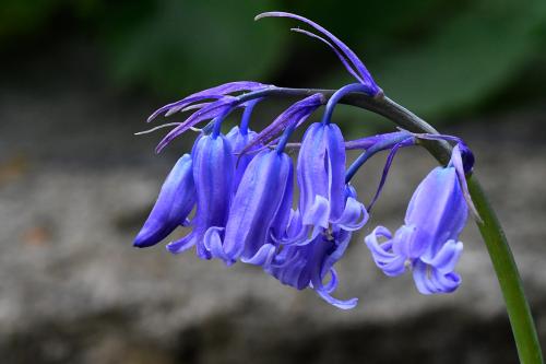 The tips of the English Bluebell's flowers revolute, meaning they roll back from the tip.